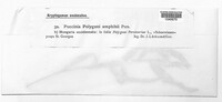 Uromyces polygoni-avicularis image